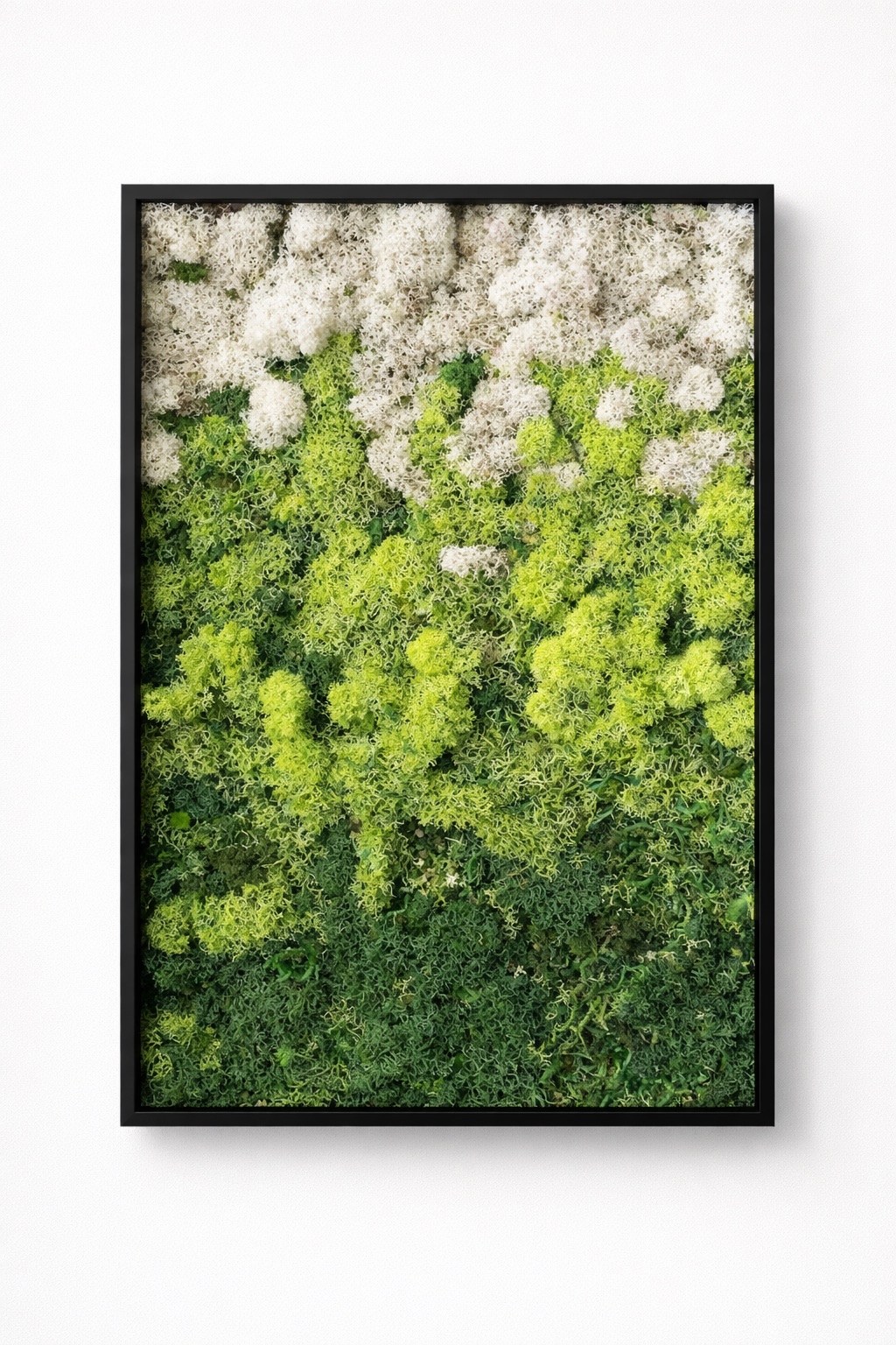 Moswand & Droogbloemen 15
